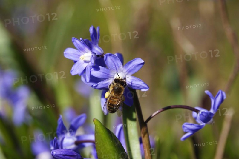 Charming Scilla, Bee, March, Germany, Europe