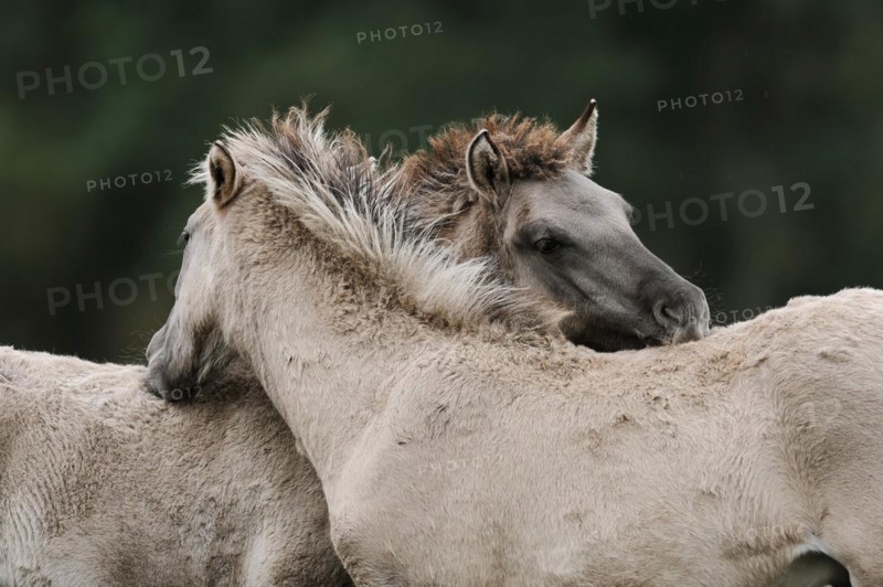 Dülmen wild horses, foals, Merfelder Bruch, Dülmen, North Rhine-Westphalia, Germany, Europe