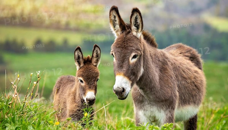 Two donkeys, foal and dam, stand in a green pasture with a rural landscape in the background