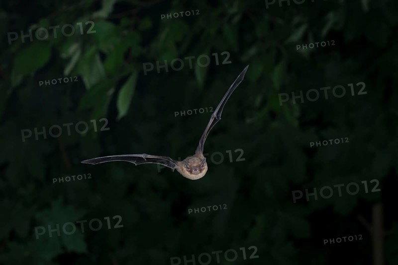 Common pipistrelle (Pipistrellus pipistrellus) hunting insects in front of deciduous forest, Brandenburg, Germany, Europe