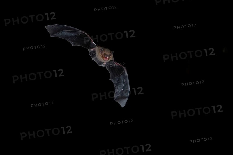 Common pipistrelle (Pipistrellus pipistrellus) hunting for insects at night, Brandenburg, Germany, Europe