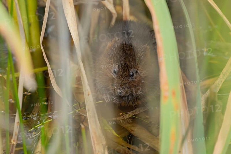 Water vole (Arvicola amphibius) adult animal feeding on a reed plant stem in a pond in the summer, Suffolk, England, United Kingdom, Europe
