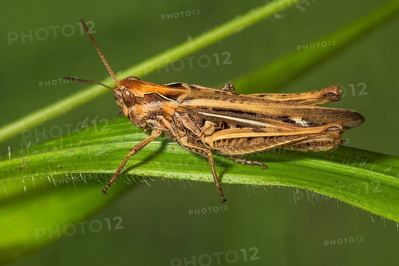 Chorthippus mollis (Chorthippus mollis), female on a grass leaf, Baden-Württemberg, Germany, Europe