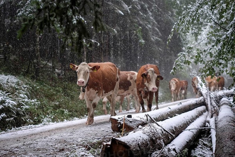 Winter onset, mountains, cows, cattle drive, weather, snow, forest road, alpine pasture, September, agriculture, Lenggries, Bavaria, Germany, Europe