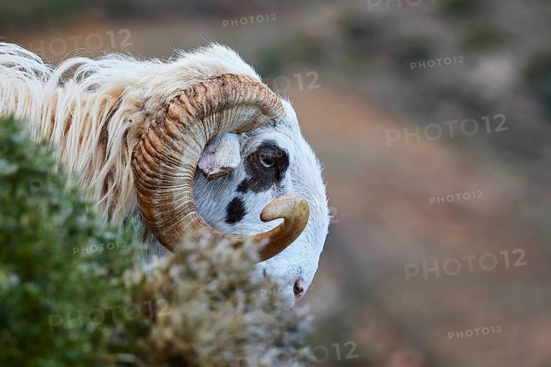 Side view of a ram with prominent horns, near the Kallikratis Gorge, Lefka Ori, White Mountains, mountain massif, west, Crete, Greece, Europe