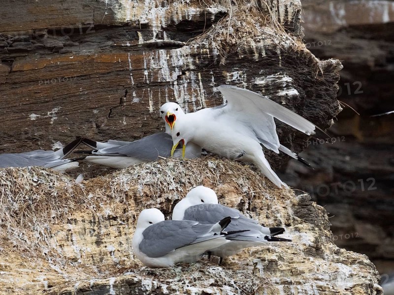 Black-legged kittiwake (Rissa tridactyla), greeting ceremony of pair at nest in breeding colony, on coastal cliffs of Arctic Ocean, May, Varanger Fjord, Norway, Europe