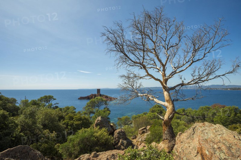 Coast and red rocks, Île dOr, Massif de l'Esterel, Esterel Mountains, Département Var, Région Provence-Alpes-Côte d'Azur, France, Europe