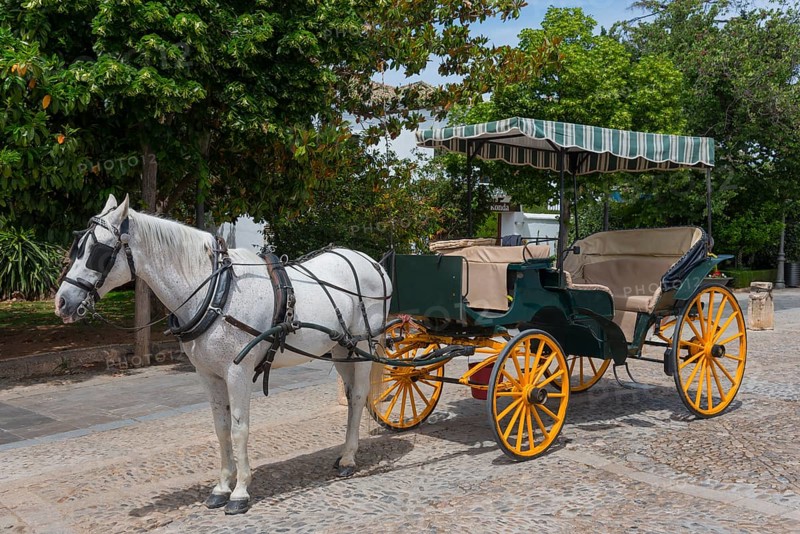 Traditional horse-drawn carriage with white horse on a cobbled path, old town, Ronda, Málaga province, Malaga, Andalusia, Spain, Europe