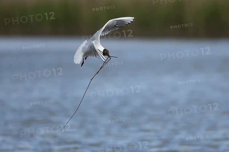 Black headed gull (Chroicocephalus ridibundus) adult bird in flight with nesting material in its beak in spring, England, United Kingdom, Europe