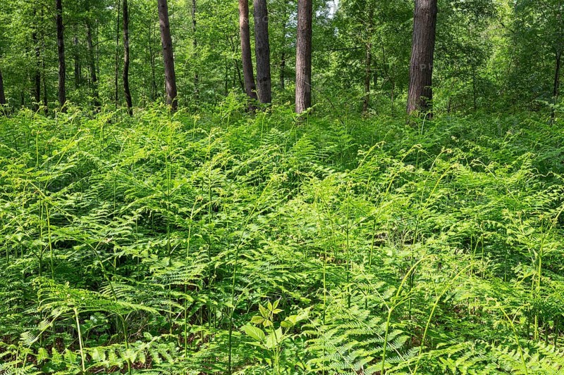 Bracken fern (Pteridium aquilinum) in spring, Lower Saxony, Germany, Europe