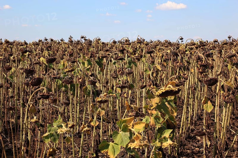 Romania, sunflower fields near Giurgiu in the south of the country, sunflowers ripe for harvesting, Europe
