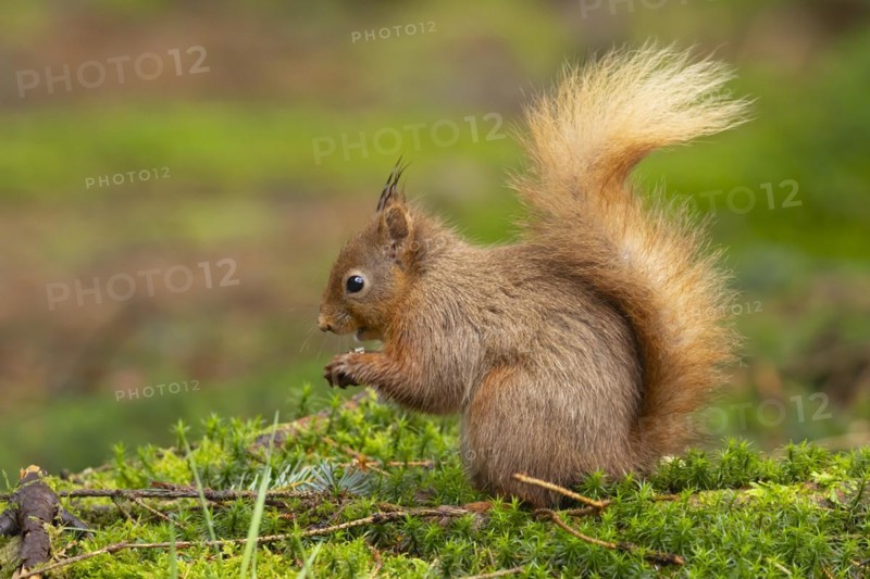 Red squirrel Sciurus vulgaris adult animal feeding on a nut on a moss covered tree stump, Yorkshire, England, United Kingdom, Europe