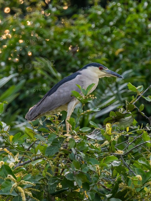Black crowned Night Heron (Nycticorax nycticorax), Corixo do Cerrado, Pantanal, Brazil, South America