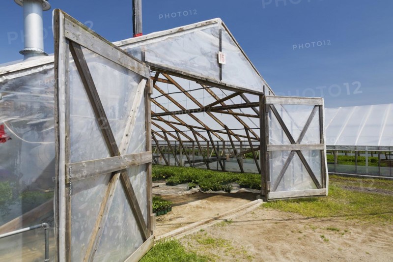 Opened doors on greenhouse with plants being grown in containers in spring, Quebec, Canada, North America