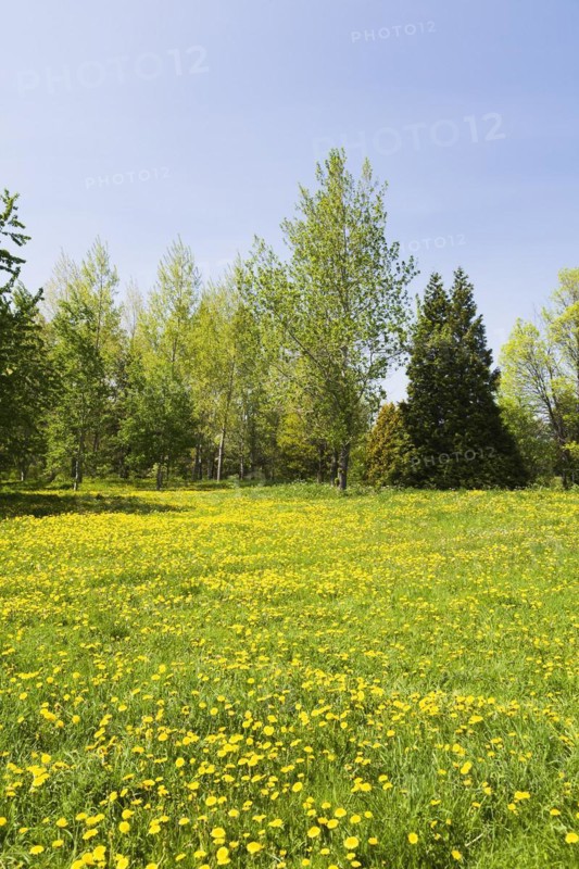 Green grass field with yellow Taraxacum, Dandelion flowers bordered by deciduous and evergreen trees in spring, Quebec, Canada, North America