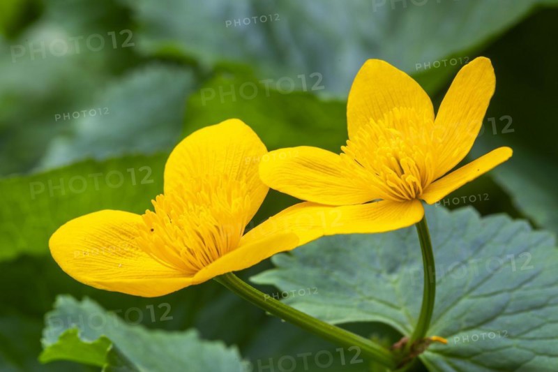 Marsh marigold (Caltha palustris), Ranunculaceae, spring, Lippachtal, Mühlheim, Upper Danube Nature Park, Baden-Württemberg, Germany, Europe