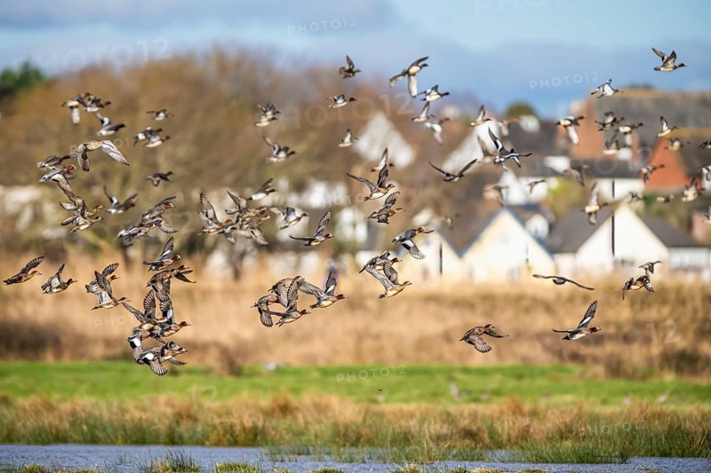 Eurasian Wigeon, (Mareca penelope) birds in flight over marshes