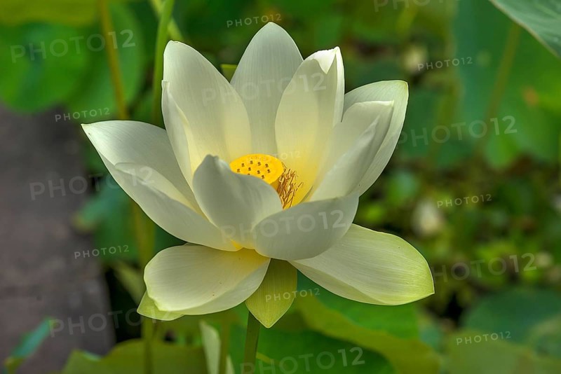 Lotus (Nelumbo), Botanical Garden, Erlangen, Middle Franconia, Bavaria, Germany, Europe