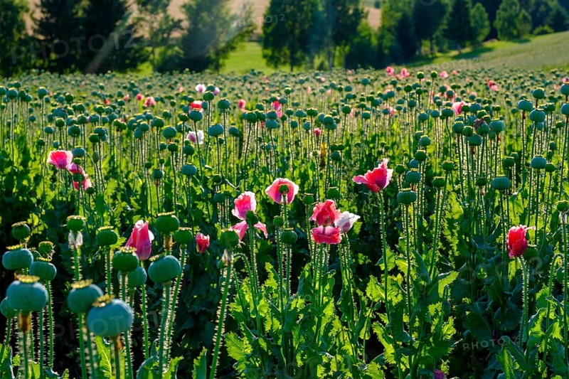 Poppy, (Papaver somniferum), poppy field, Waldviertel grey poppy, poppy village Armschlag, Waldviertel, Lower Austria, Austria, Europe