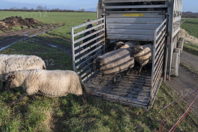Black-headed domestic sheep (Ovis gmelini aries) run from the trailer to the pasture, Mecklenburg-Vorpommern, Germany, Europe