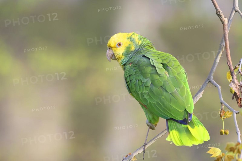 Yellow-headed Amazon (Amazona oratrix belizensis), on a sycamore branch, Stuttgart, Baden-Württemberg, Germany, Europe