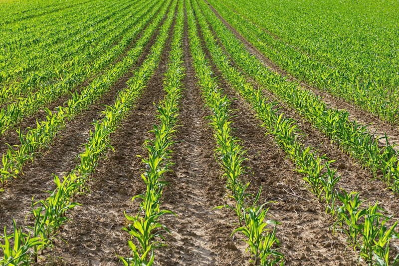 Symbolic image of renewable energies, young maize plants in the field, cultivation for biogas production, Baden-Württemberg, Baden-Württemberg, Germany, Europe