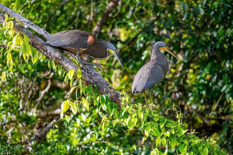 Two naked-throated herons (Tigrisoma mexicanum) in a tree, Tortuguero National Park, Costa Rica, Central America