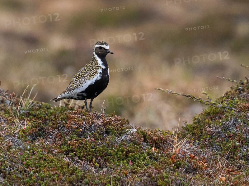 Eurasian golden plover (Pluvialis apricaria) adult male, alert in tundra breeding ground, May, Varanger National Park, Varanger Fjord, Norway, Europe