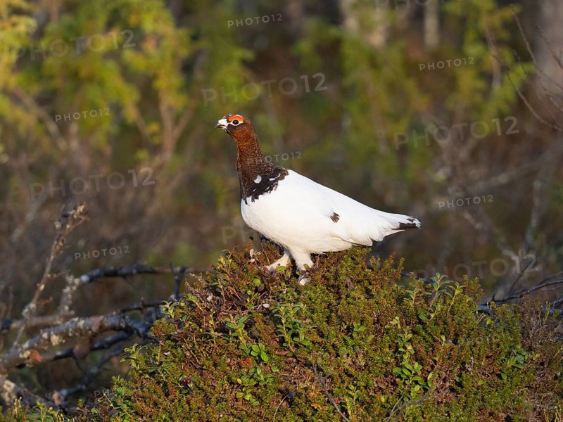 Willow ptarmigan (Lagopus lagopus) male, in summer plumage, perched on top of knoll at edge of wood, May, Finnish Lapland