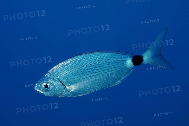 A single silvery fish, ribbon bream (Oblada melanura), swims in the blue ocean. Dive site Giens Peninsula, Provence Alpes Côte d'Azur, France, Europe