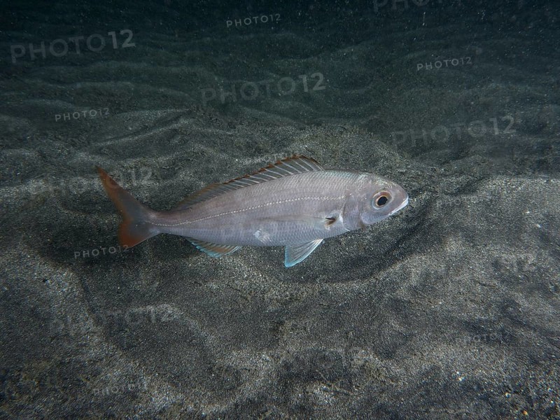 A common pandora (Pagellus erythrinus) swims across a sandy seabed at night. Dive site Playa, Los Cristianos, Tenerife, Canary Islands, Spain, Europe