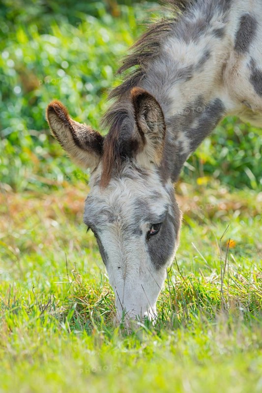 A white-grey pied donkey (Equus asinus asinus) or domestic donkey eats grass in a meadow, pasture, grazing, portrait, portrait, green, blurred background, close-up in nature, ears pricked, looking into the camera, summer, early autumn, district Heidekreis, Allertal, Lower Saxony, Germany, Europe