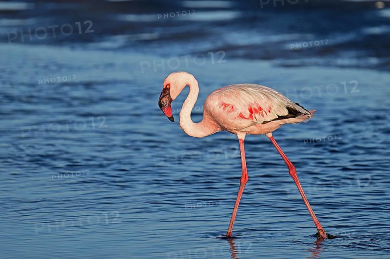 Lesser flamingo (Phoeniconaias minor), standing in the water, Walvis Bay, Namibia, Africa