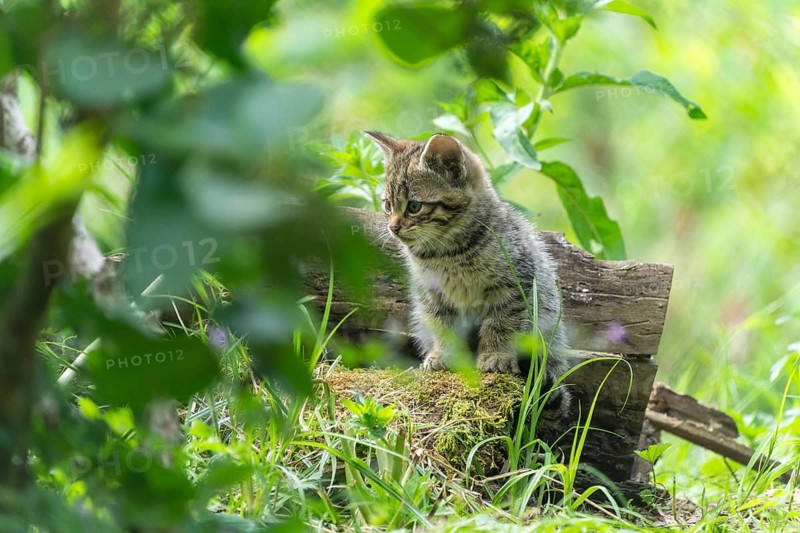 A kitten sits on a moss-covered log and looks thoughtful, wildcat (Felis silvestris), kittens, Germany, Europe