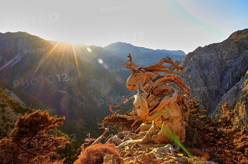 Sunbeams over a rugged mountain landscape with an old tree in the foreground, path to the summit of Gingilos, Omalos Plateau, Lefka Ori, White Mountains, mountain massif, west, Crete, Greece, Europe
