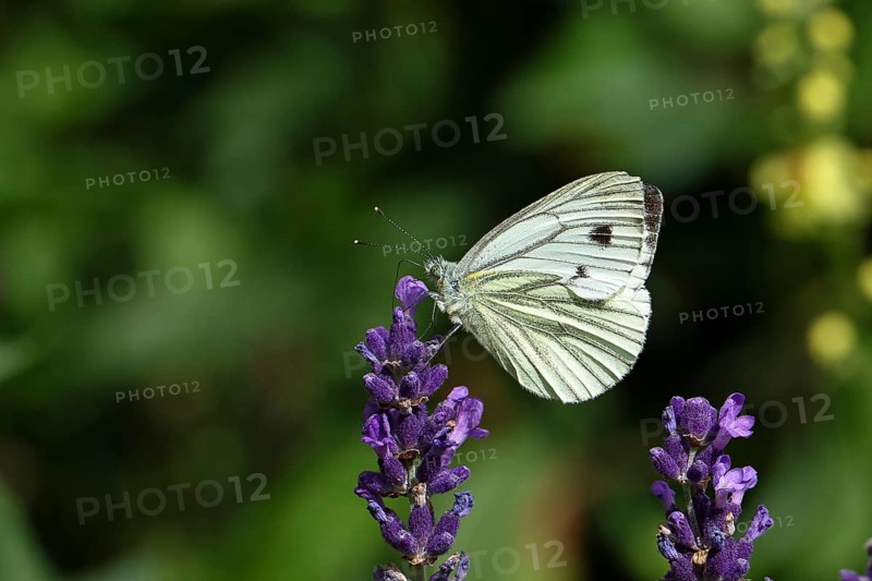 Cabbage butterfly (Pieris brassicae) female on a flower of true lavender (Lavandula angustifolia), Wilnsdorf, North Rhine-Westphalia, Germany, Europe