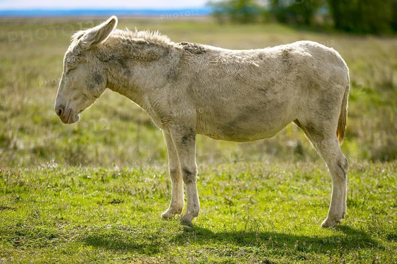 A single white donkey, baroque donkey, standing upright on a green meadow in daylight, Lake Neusiedl National Park, Burgenland, Austria, Europe