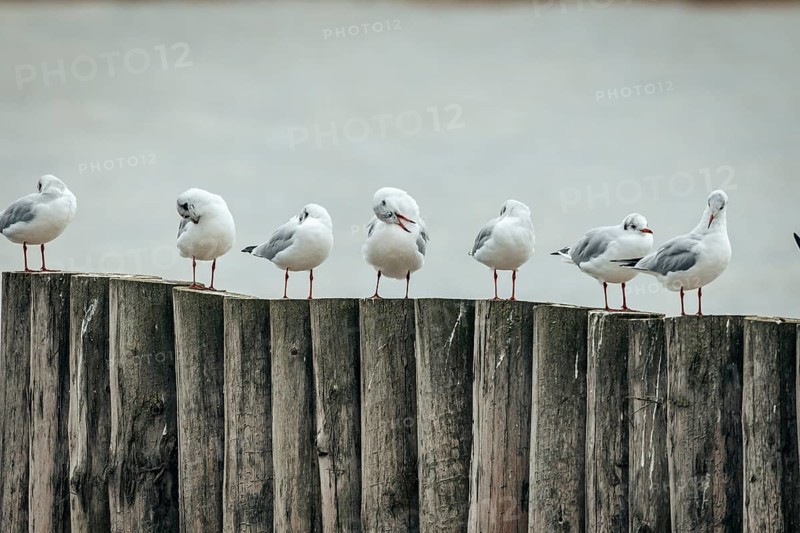 Group of seagulls (Larinae) on wooden poles in a quiet scene, Lake Neusiedl, Burgenland, Austria, Europe