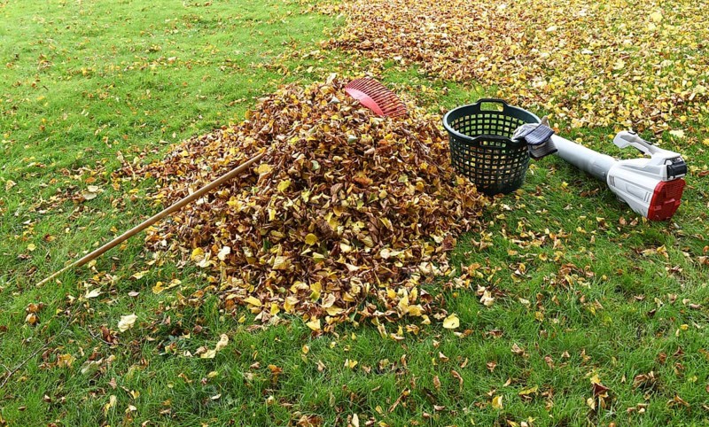 Remove withered leaves, autumn leaves in the garden, Schleswig-Holstein, Germany, Europe