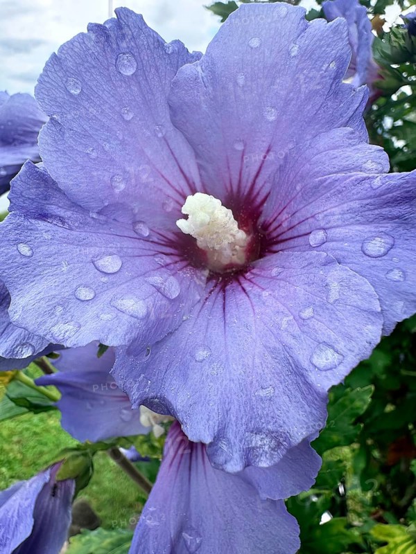 Althaea officinalis, rose mallow, shrub mallow, garden mallow, Syrian mallow, Sharon rose, festival flower (Hibiscus syriacus)