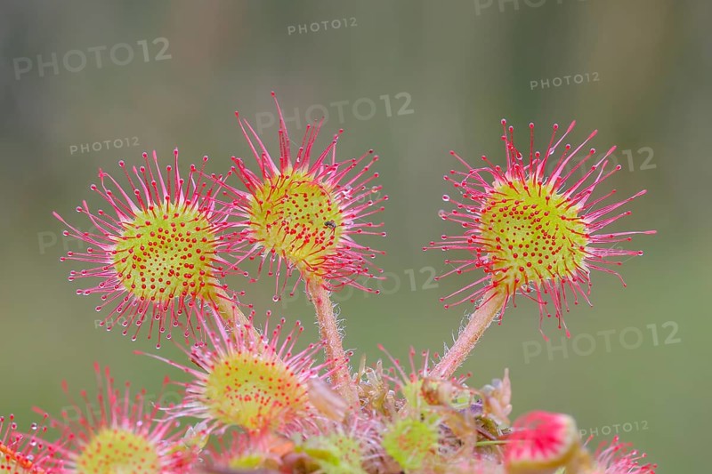 Common sundew (Drosera rotundifolia), close-up, several plants fully spread out and ready to catch an insect, Aschendorfer Obermoor nature reserve, Wildes Moor, Emsland, Lower Saxony, Germany, Europe