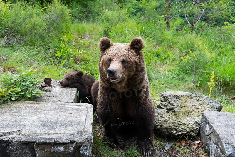 Two brown bears in a green forest landscape next to stones and grass, European brown bear (Ursus arctos arctos) with young, Transylvania, Carpathians, Romania, Europe