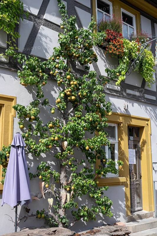 Ripe fruit on a trellis pear (Pyrus) on a residential building, Iphofen, Lower Franconia, Bavaria, Germany, Europe