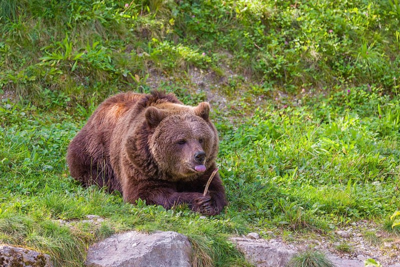 An adult female brown bear (Ursus arctos arctos) lies on a meadow and chews a bone