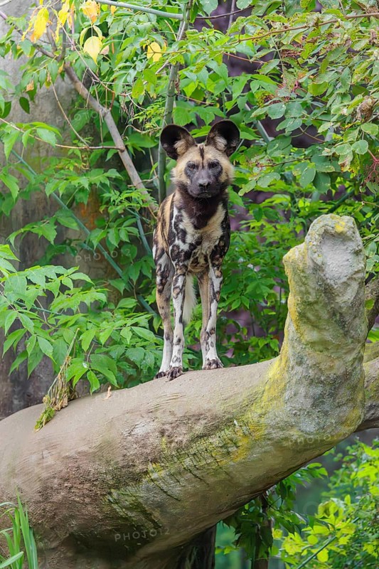 An African Wild Dog, Lycaon pictus, stands in front of some green vegetation on a thick branch of a tree
