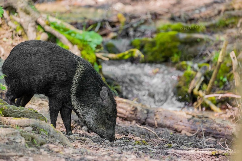 A collared peccary (Dicotyles tajacu) stands in a forest in front of a small cataract