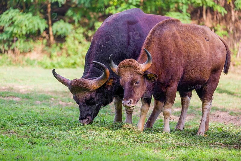 A male and a female Gaur (Bos gaurus gaurus) stand side by side on a green meadow, eating grass