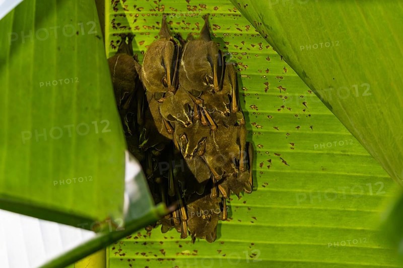 Pallas's flower bat, or shrew long-tongued bat (Glossophaga soricina) Bats (Microchiroptera), Guanacaste, Costa Rica, Central America