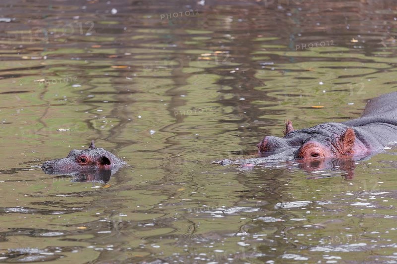 A baby hippopotamus (Hippopotamus amphibius) and its mother swimming in a river