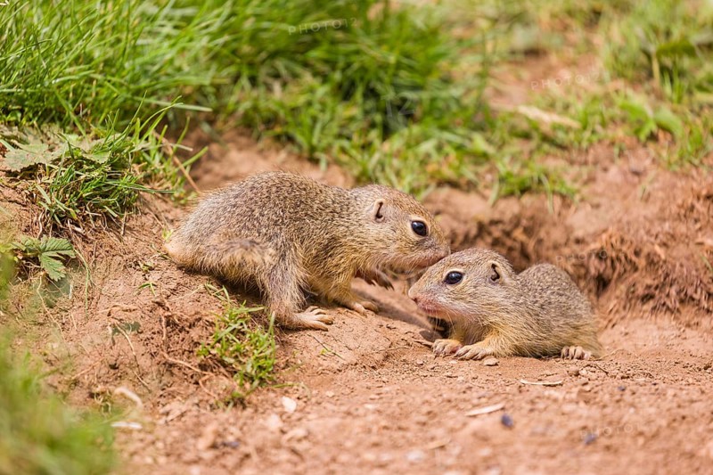 Two young European ground squirrel (Spermophilus citellus) or European souslik play in front of their burrow